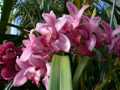 Pink orchids 1